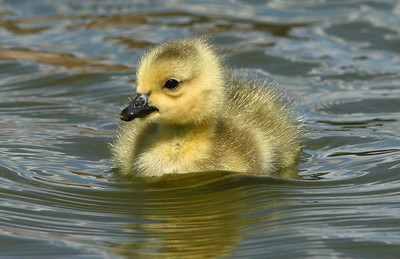 Geese/Gosslings photo