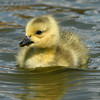 SmugMug > all-time keyword > may > Geese/Gosslings photo