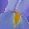 FloraTopia : Winter, Spring and Summer 2008