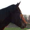 God's Most Beautiful : Horses, Pets and Houseguests