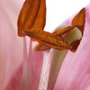 FloraTopia : Winter, Spring and Summer 2008