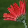 FloraTopia : Winter, Spring and Summer 2008