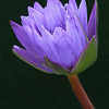 FloraTopia : Winter, Spring and Summer 2008