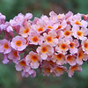 FloraTopia : Winter, Spring and Summer 2008
